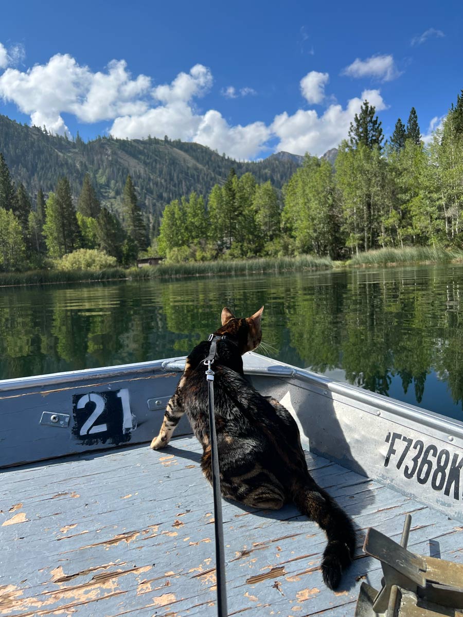 cat on boat in lake with forest